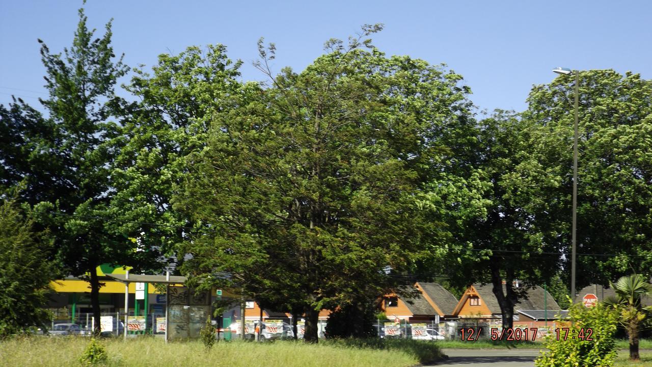 Bosque Valdiviano Apartment Zewnętrze zdjęcie